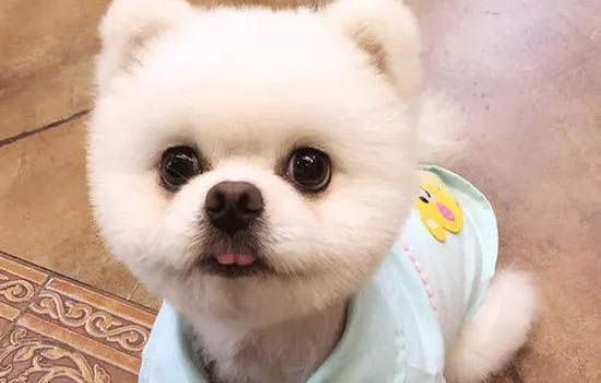 狗狗孕期多少天生產正常