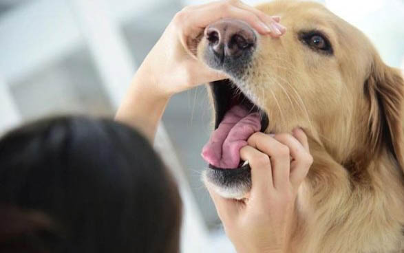 小狗得了犬瘟傳染人嗎