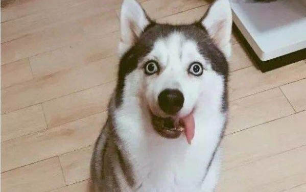 狗狗上火的癥狀及醫(yī)治方法