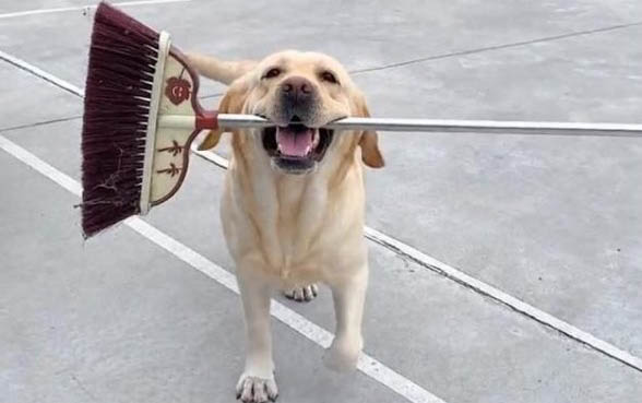 黑色拉布拉多犬的價格是多少錢一只