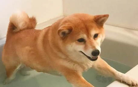 狗狗冬天會怕冷嗎?