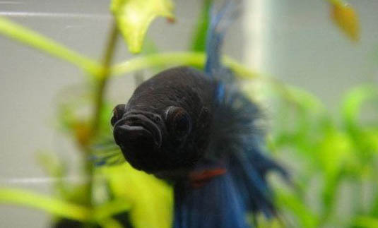 半月斗魚混養注意事項