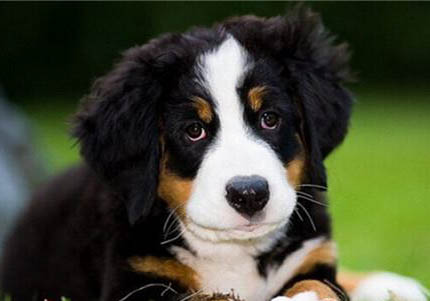 伯恩山犬壽命短嗎
