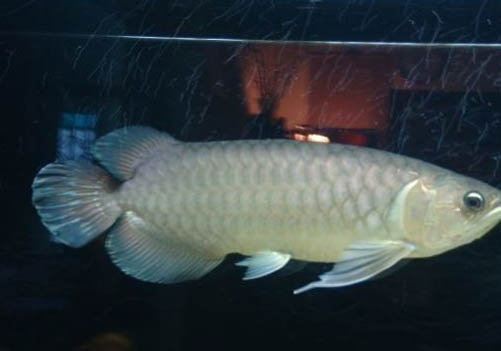 龍魚肛門拉氣泡還能救嗎
