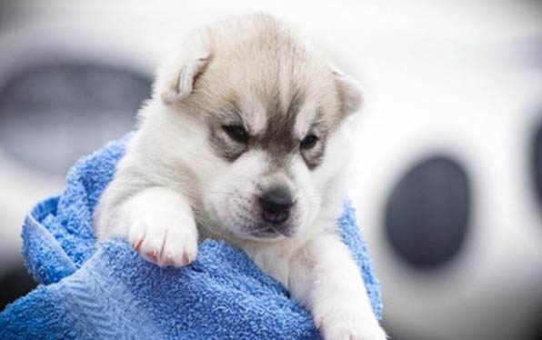 狗狗打狂犬病疫苗一般要打幾針啊