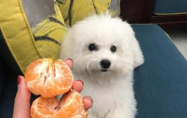 狗狗懷孕便秘怎么辦