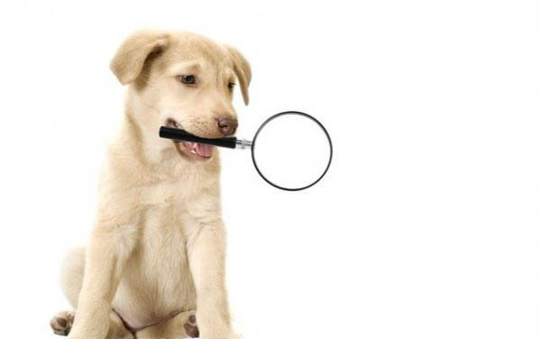 狗狗的感冒癥狀有哪些