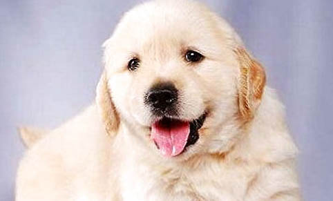金毛犬可以吃蛋清嗎