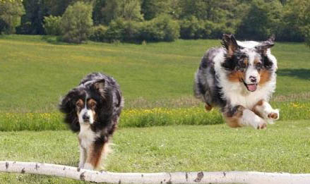 怎么讓蘇格蘭牧羊犬拉屎
