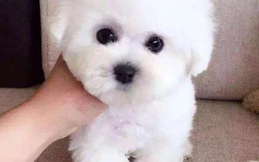 小狗不吃東西拉稀睡覺(jué)