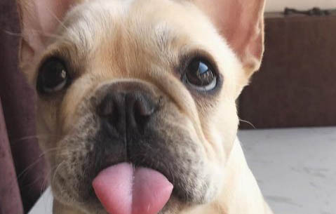 法斗犬身上長癬可以用什么藥