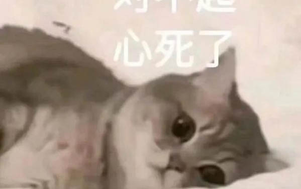 貓咪食欲不振怎么辦