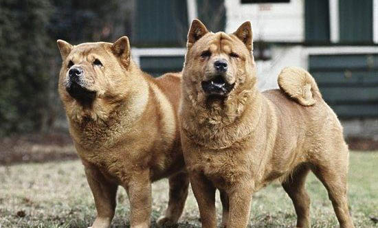 狗狗打完狂犬疫苗后多久可以洗澡啊