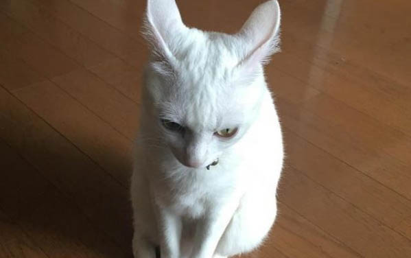小貓老是流眼淚怎么回事?