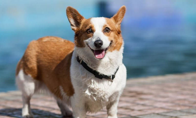 網上哪里有賣威勢爾柯基犬