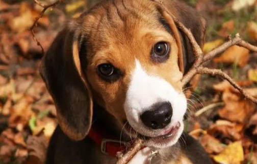 比格犬有哪些缺點呢？