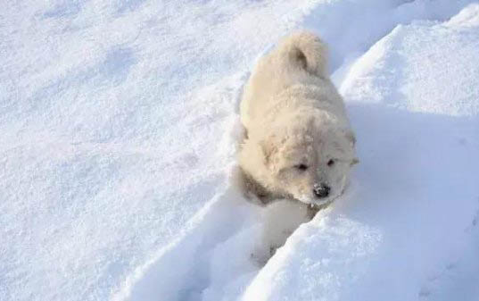 狗仔出生后多久才開眼