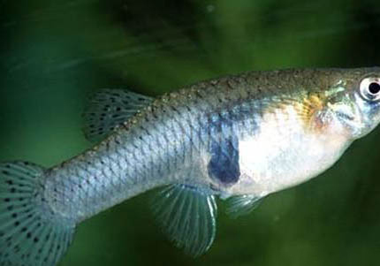 馬鯛魚品種介紹
