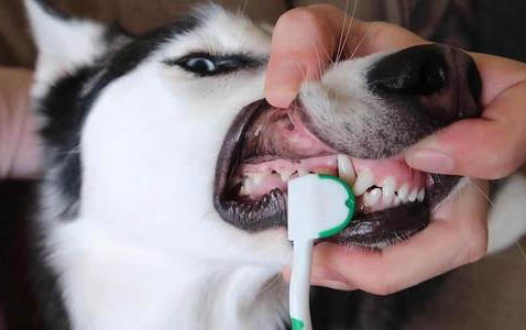 狗狗分娩時有哪些癥狀