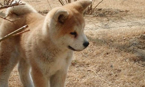 千色日系秋田犬柴犬怎么樣