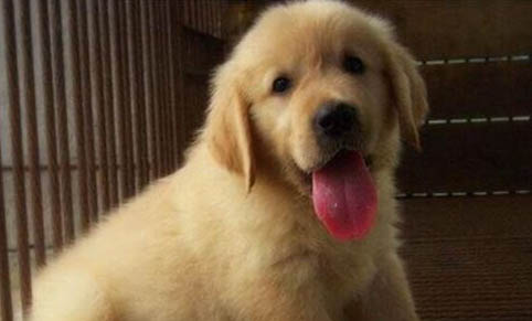 金毛犬不能吃哪些東西