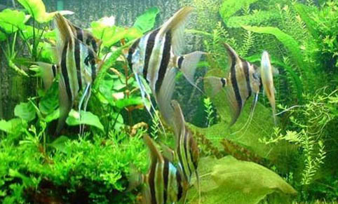 魚缸水發(fā)黃的原因及處理方法