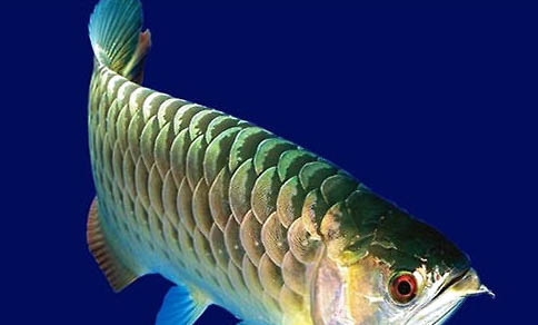 魚混養要注意什么