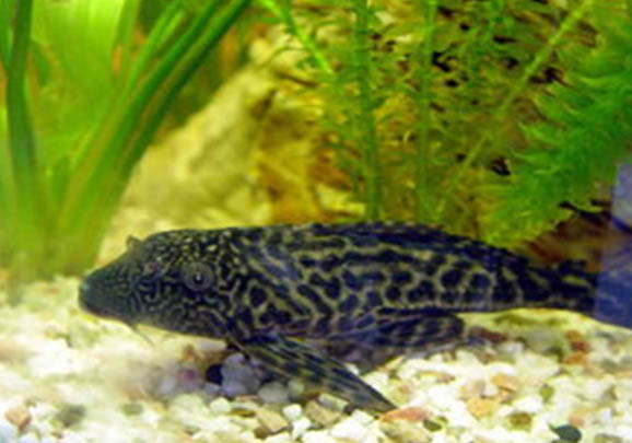清道夫會(huì)吃魚(yú)的糞便嗎