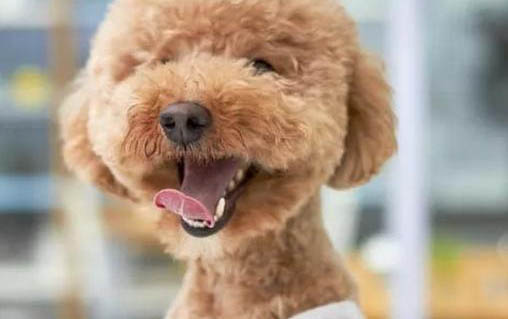狗狗的常用物品有哪些