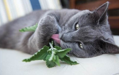 貓渾身無力站不起來了