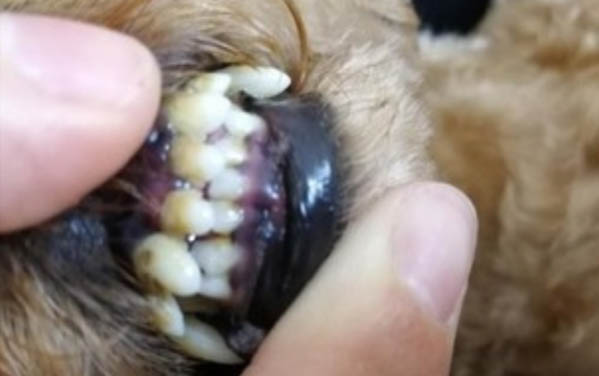 狗狗得肝腹水能活多久?