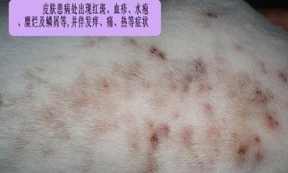 狗狗不肯吃飯為什么呢