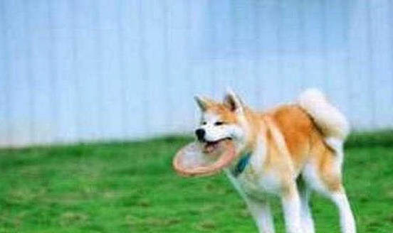 秋田犬與柴犬的區(qū)別