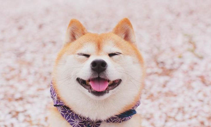 三門峽哪里有賣柴犬
