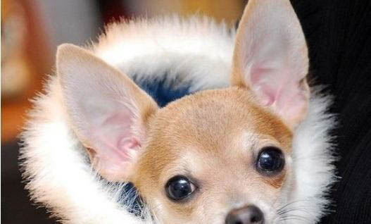 犬瘟熱多久產(chǎn)生抗體