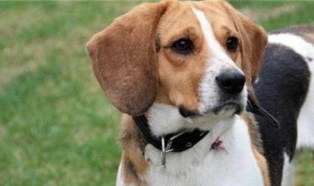 比格犬和柯基犬哪個好