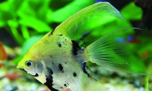 魚缸缺氧小妙招,怎么人工加氧?