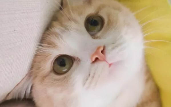 貓咪胰腺炎輸液后 吃東西不吐了