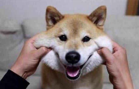 柴犬和秋田犬哪個好養