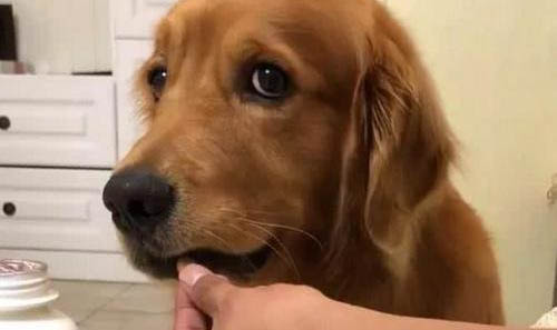 狗吃屎怎么辦