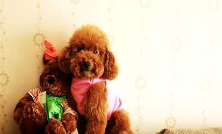 泰迪幼犬多久可以洗澡?