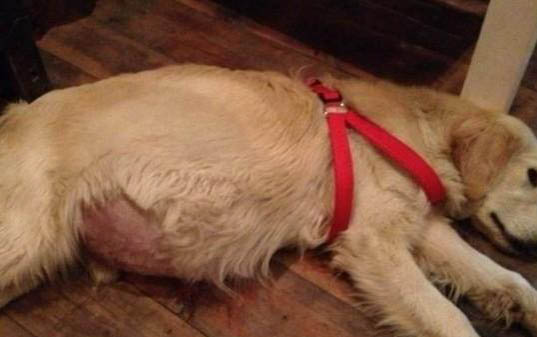 被自己的狗狗抓出血了怎么辦