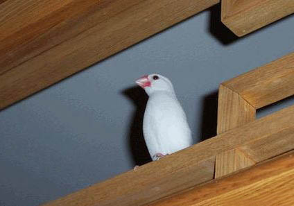怎么讓白文鳥不怕我