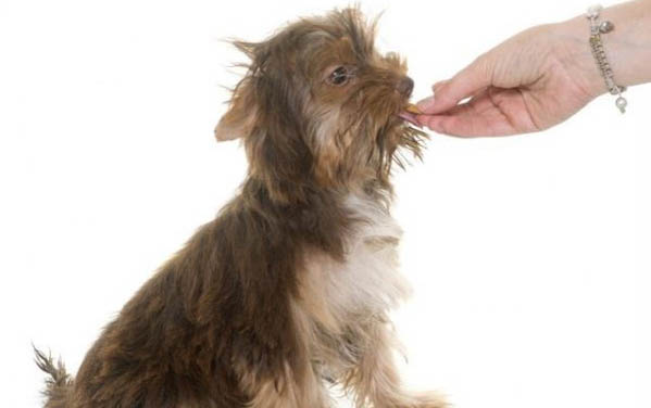 泰迪狗應該怎么養