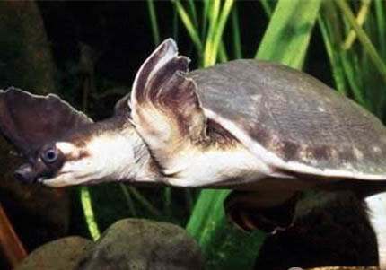 豬鼻龜可以和什么魚(yú)混養(yǎng)