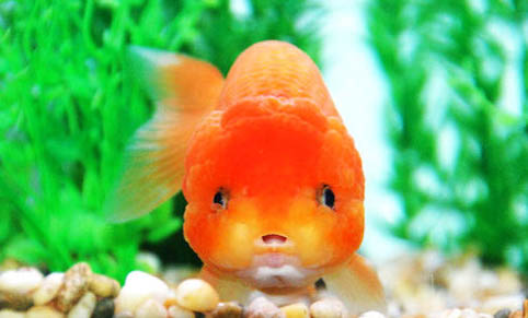 金魚和烏龜可以一起養嗎
