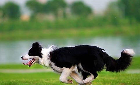 邊境牧羊犬突然不愛吃東西的原因及處理方法