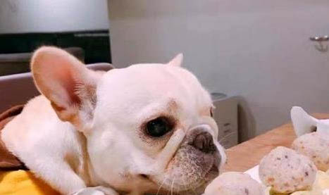 狗狗得細小的原因有哪些呢
