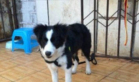怎么防止幼犬吃屎