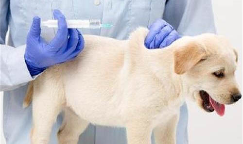 狗狗得了犬瘟還能活嗎?